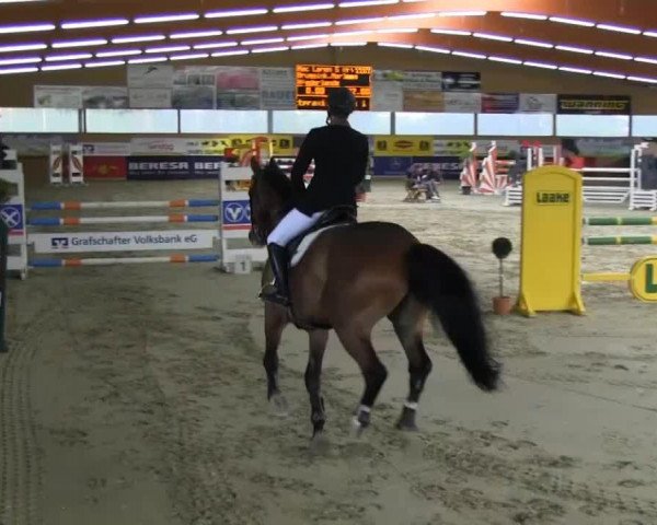 jumper Mac Laren Z (Zangersheide riding horse, 2008, from Marome NW)