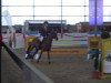 jumper Dolce-Vita 9 (KWPN (Royal Dutch Sporthorse), 2008, from Verdi)