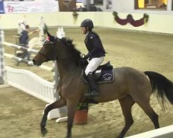 jumper San Greal H (Danish Warmblood, 2005)