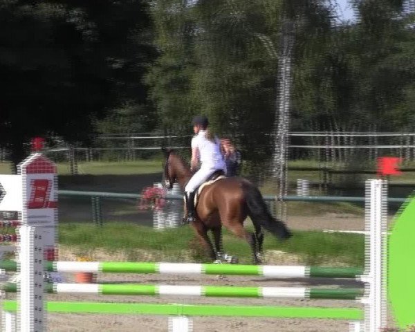 jumper QRi (Oldenburg, 2007)