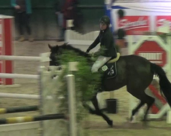 jumper Chaqwa (KWPN (Royal Dutch Sporthorse), 2008, from Colandro)