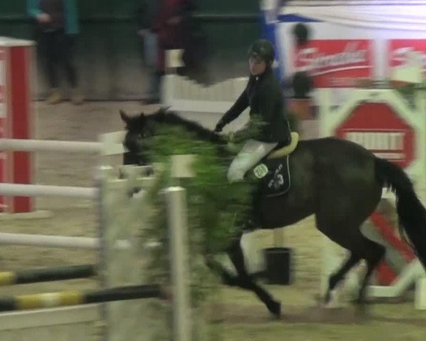 Springpferd Chaqwa (Niederländisches Warmblut, 2008, von Colandro)