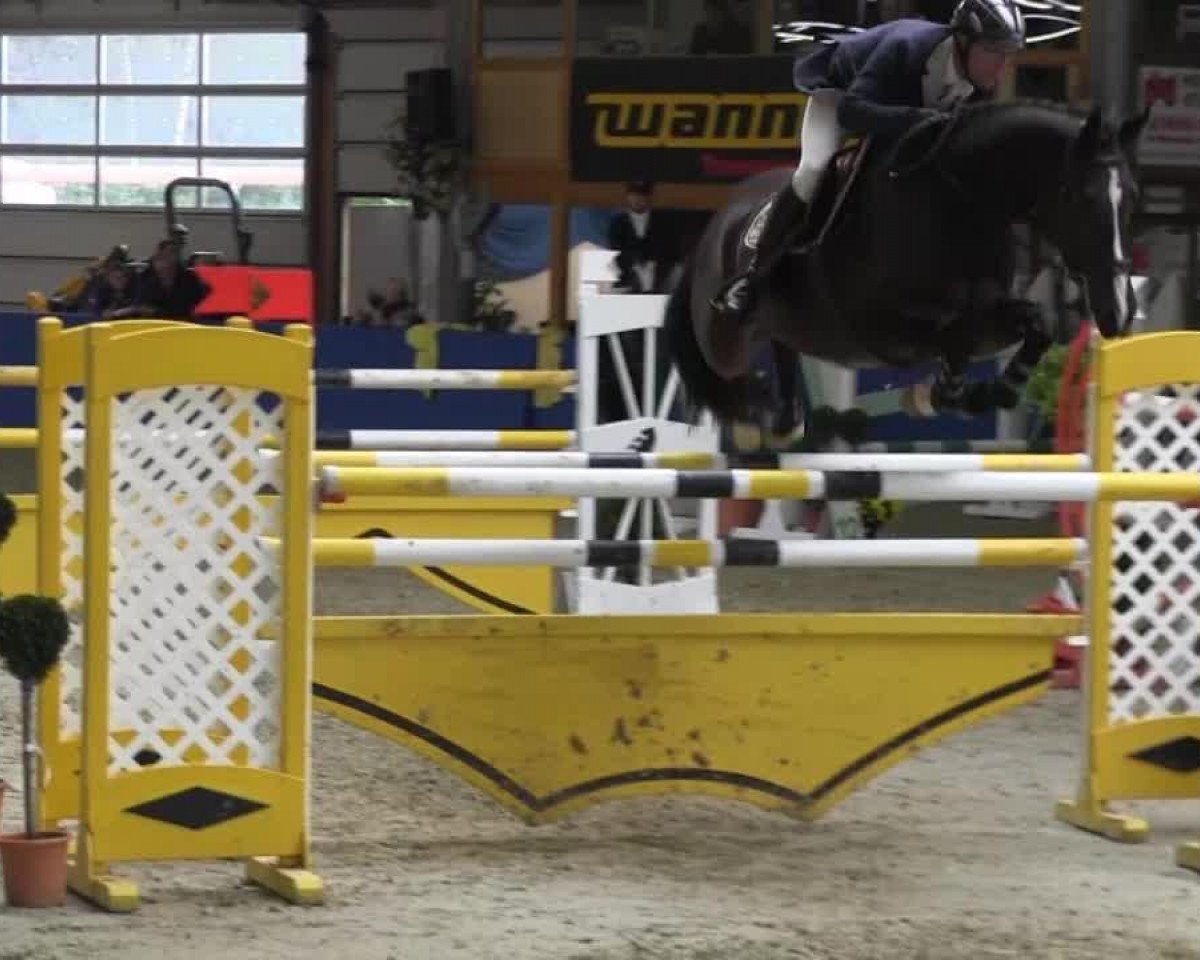 jumper Arlybet (KWPN (Royal Dutch Sporthorse), 2005, from Querlybet Hero)