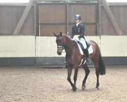 dressage horse Labelle 33 (German Sport Horse, 2008, from Stallone Quainton)