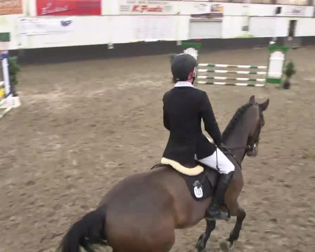 jumper Domarus (KWPN (Royal Dutch Sporthorse), 2008, from Wittinger)