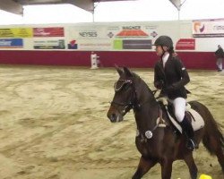 jumper Stalypso Girl (Oldenburg show jumper, 2007, from Stalypso)