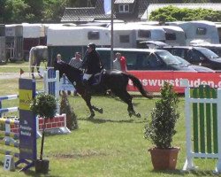 dressage horse Peridot 15 (Westphalian, 2001)