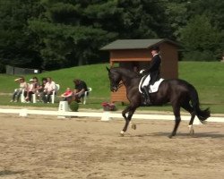 dressage horse Harmonie 278 (Hanoverian, 2002, from Hohenstein I)