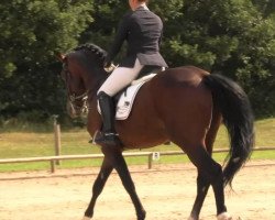 dressage horse Wide-Love (Hanoverian, 1997, from Wittinger)