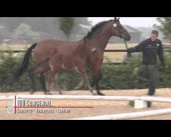 horse Congenial (Oldenburg show jumper, 2012, from Concreto 174 FIN)