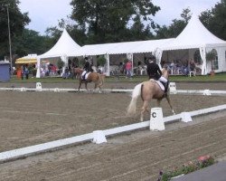 dressage horse Hugo 127 (German Riding Pony, 2010, from Hemingway B)