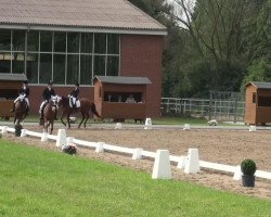 dressage horse Altruista Aldara (Pura Raza Espanola (PRE), 2006, from Rele)