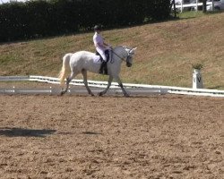 dressage horse Hidalgo 158 (Hanoverian, 2005, from Hochadel)