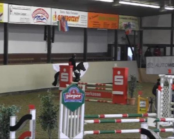 jumper Walana (German Riding Pony, 2007, from Narrator)