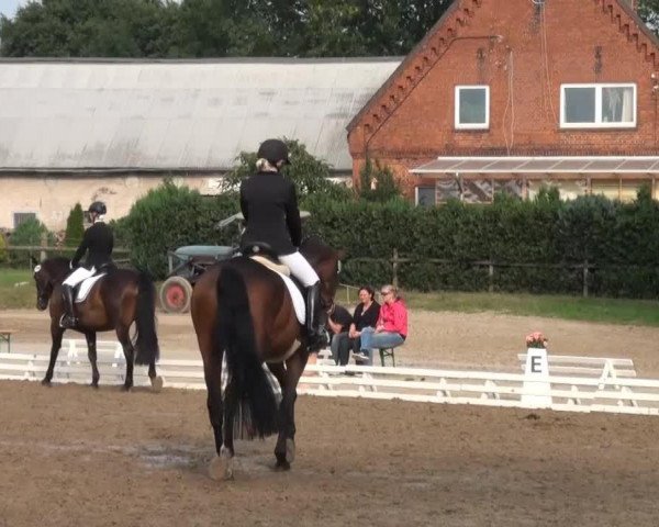 jumper Rascalino's Junior (Hanoverian, 2006)