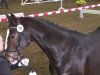 broodmare Janet Jackson (Bavarian, 2009, from Rivero II)