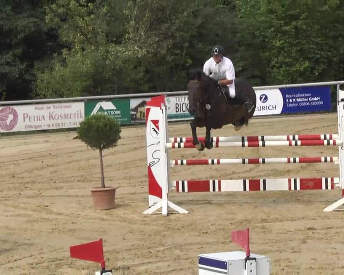 broodmare Velvet Future (KWPN (Royal Dutch Sporthorse), 2002, from Londontimes)