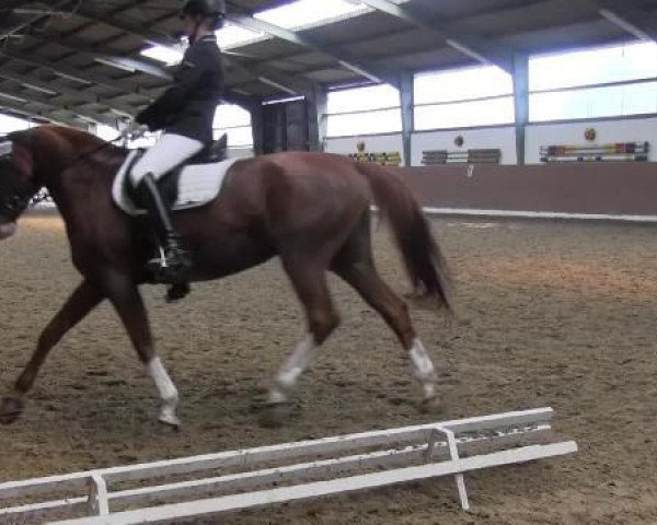 dressage horse Meggy 28 (Appaloosa, 2000)