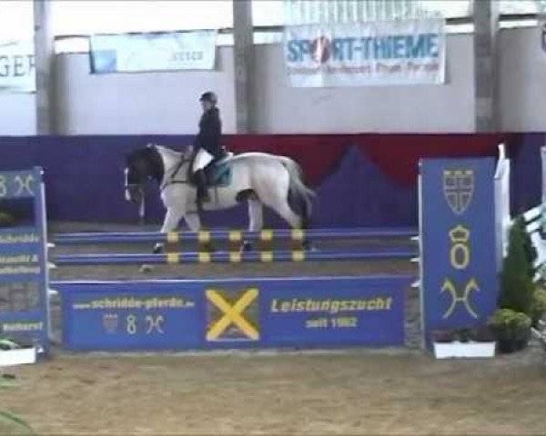 Pferd Nimbus 54 (Polnisches Warmblut, 2002, von Corrado 31)