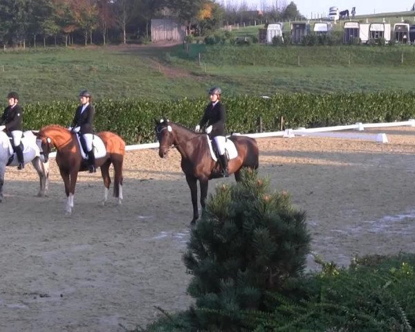 Pferd Aslan 55 (Haflinger, 2006, von Askhan HAH 28)