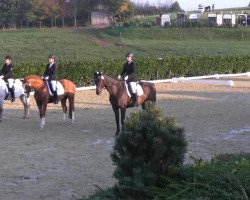 Pferd Aslan 55 (Haflinger, 2006, von Askhan HAH 28)