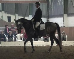 dressage horse Fräulein Smilla 24 (Westphalian, 2006, from Ffynnon)