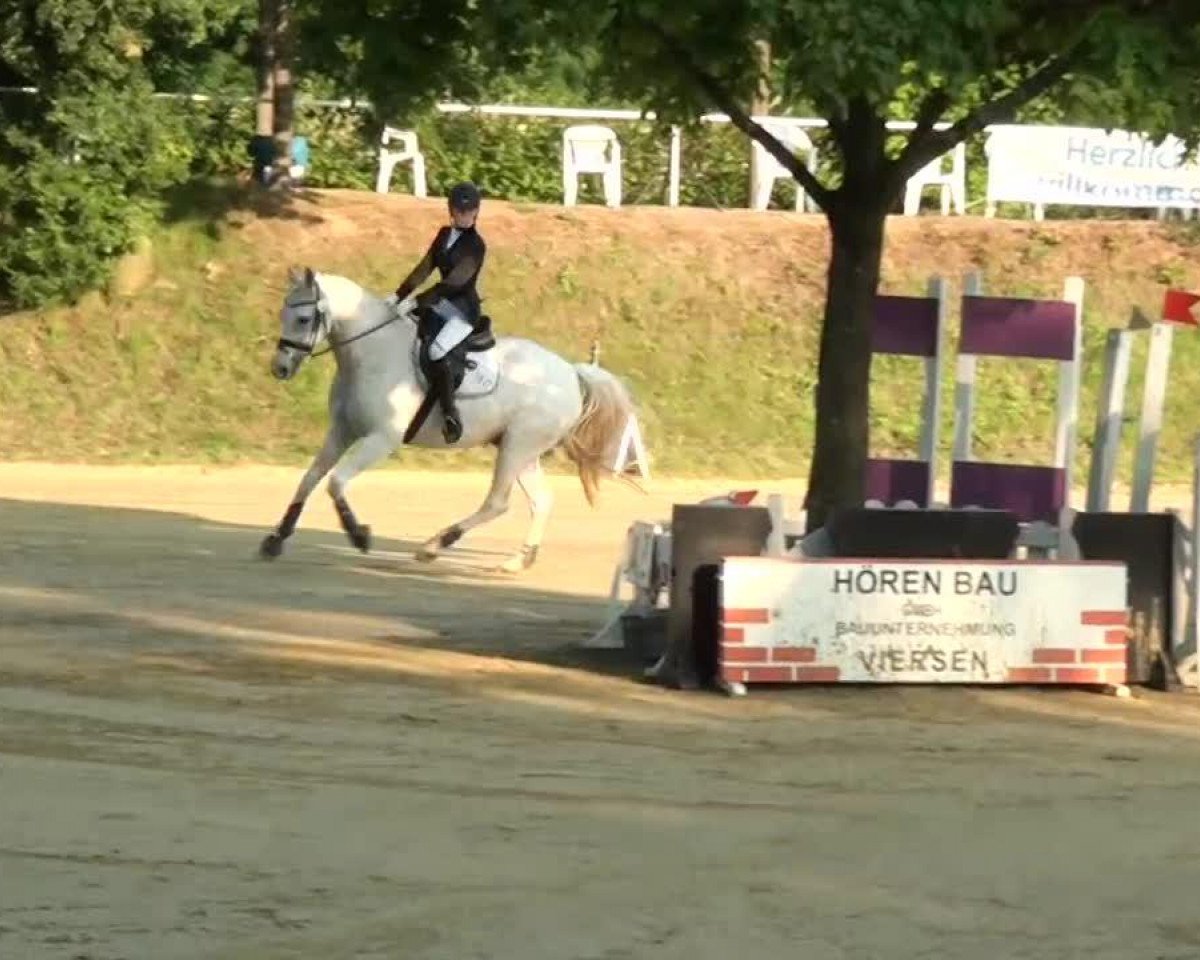 horse Malte (Oldenburg, 1996, from Manolito AA)