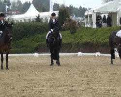 dressage horse Susie 24 (unknown, 2006)