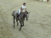 jumper Centos Boy (Oldenburg show jumper, 2007, from Centolys)