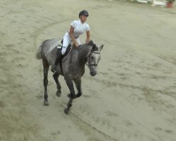 jumper Centos Boy (Oldenburg show jumper, 2007, from Centolys)