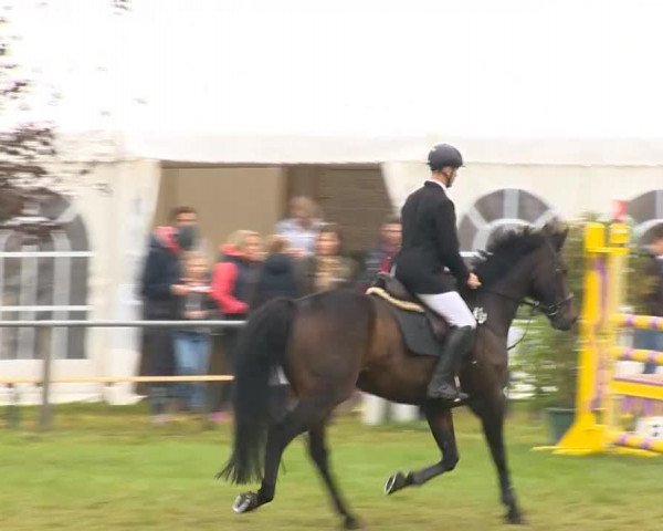 jumper Contardo (Hanoverian, 2004, from Concinales xx)