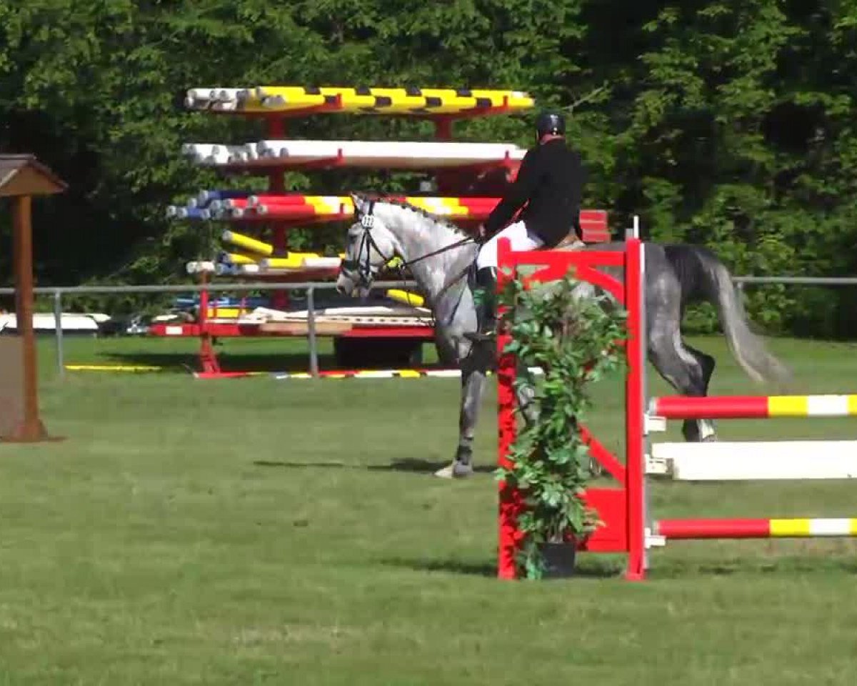 jumper Credor (KWPN (Royal Dutch Sporthorse), 2007, from Crusador Tn)