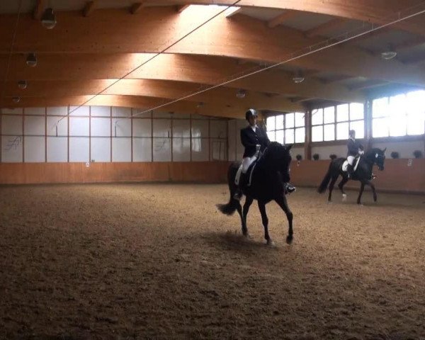 dressage horse Sadisfaction (Oldenburg, 2002, from Sunny-Boy)