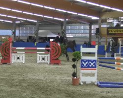 jumper Basic Instinct Wm (KWPN (Royal Dutch Sporthorse), 2006)