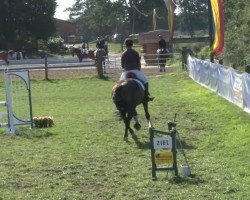 jumper Gerold 14 (Hanoverian, 2006, from Graf Grannus)