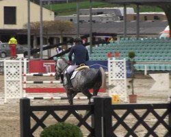 stallion Henkel's Quitecool (Holsteiner, 2008, from Quidam's Rubin)