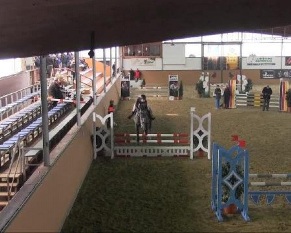 jumper Dreamboy 50 (KWPN (Royal Dutch Sporthorse), 2008, from Radisson)