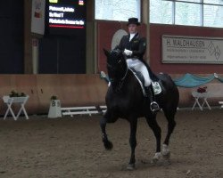 dressage horse Da Vinci T (Hanoverian, 2004, from Don Crusador)