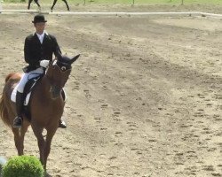 dressage horse Rocky Royal 2 (Hanoverian, 2006, from Royal Blend)