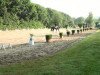 dressage horse Summertime 59 (Trakehner, 2009)