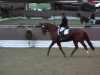 dressage horse Der Crefelder (Hanoverian, 2008, from Don Laurie II)