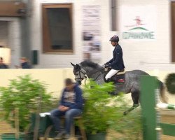 jumper Casta Diva 4 (Oldenburg show jumper, 2008, from Stalypso)