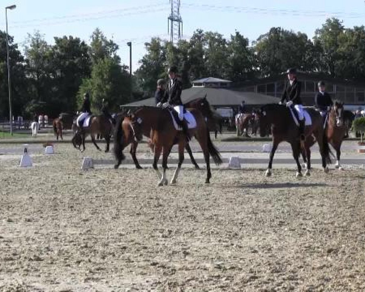 Zuchtstute Mirabilis 5 (Trakehner, 2008, von Le Rouge 7)