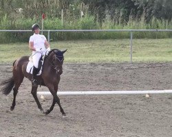 dressage horse Naomi 375 (Bavarian, 2007, from Grafenstolz)