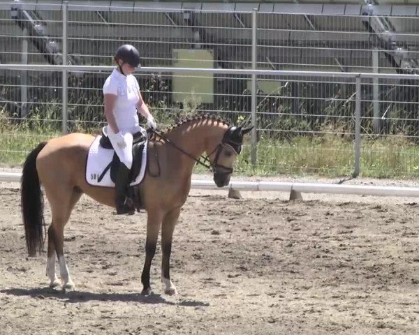 dressage horse Mogly G (German Riding Pony, 2008, from The Braes My Mobility)