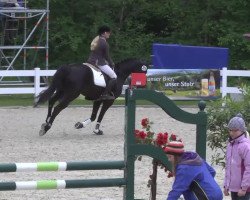 dressage horse Felix French Dream (Bavarian, 2007, from French Kiss)