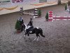 dressage horse Charly 5323 (Holsteiner, 2005, from Calato)