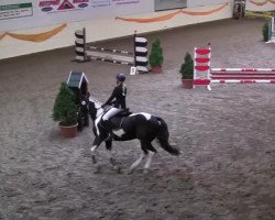 dressage horse Charly 5323 (Holsteiner, 2005, from Calato)