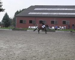 dressage horse Liebeskind B (Westphalian, 2008, from Licotus)