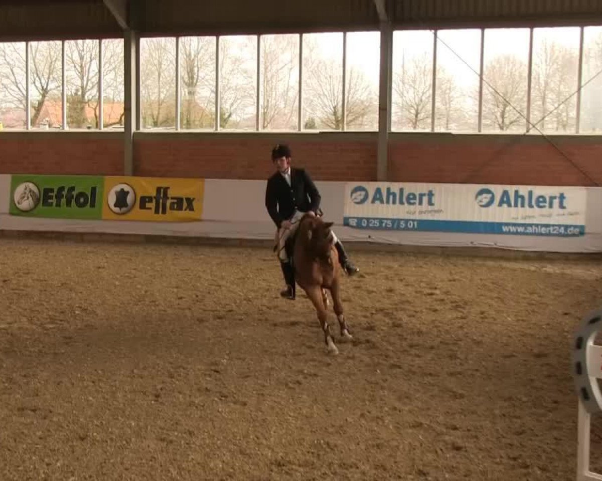 broodmare Cortina (Westphalian, 2007, from Christoph Columbus)